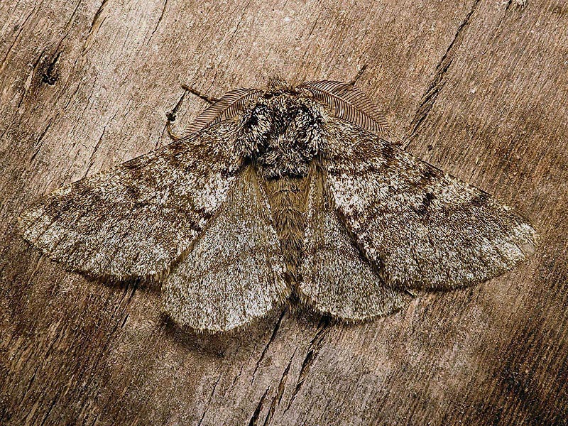 Lycia hirtaria - Geometridae